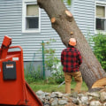 How Do Tree Services in Louisville Contribute To Successful Presale Home Renovations In Louisville, KY